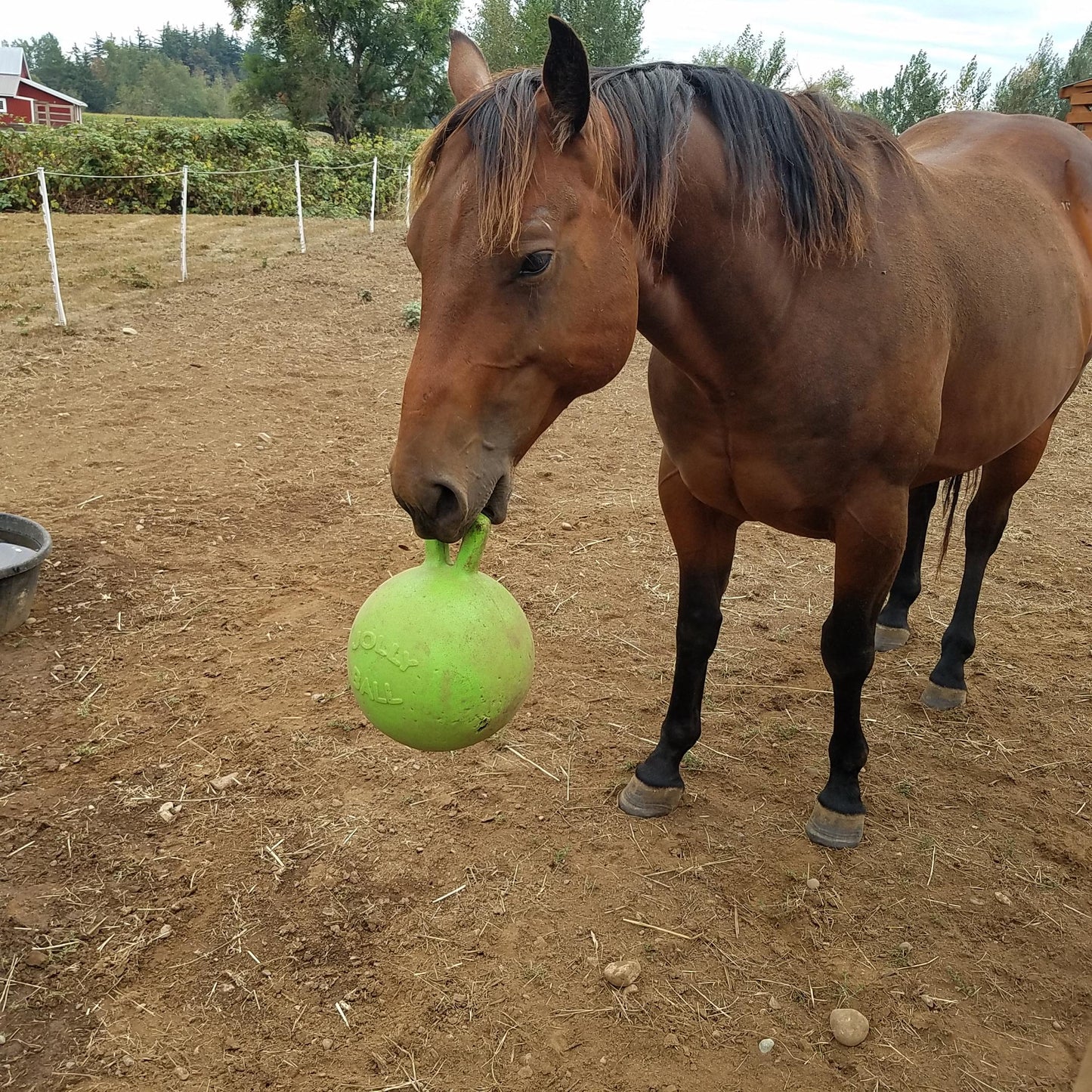 Apple Jolly Ball - Wanneroo Stockfeeders