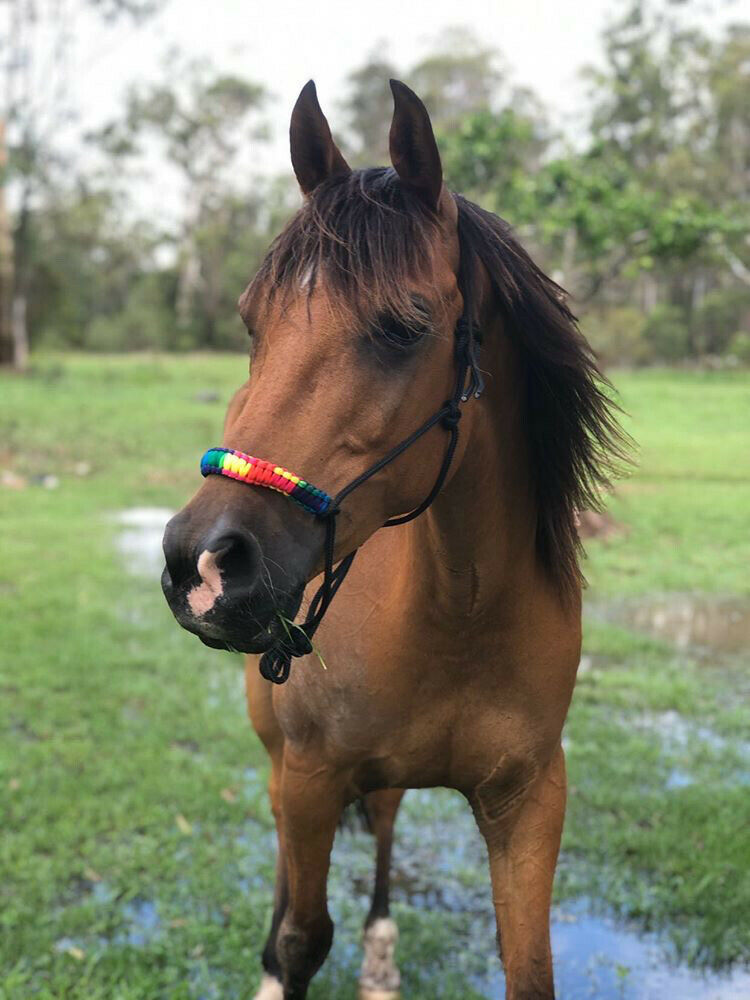 TES Rope Halter Nose - Wanneroo Stockfeeders